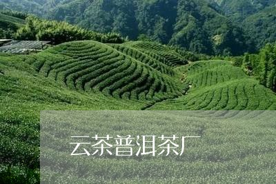 云茶普洱茶厂/2023042884369