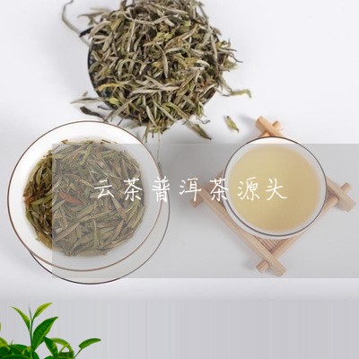 云茶普洱茶源头/2023110572595