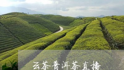 云茶普洱茶直播/2023082885049