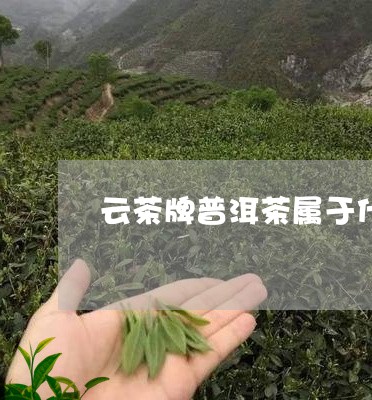 云茶牌普洱茶属于什么等级/2023082891693