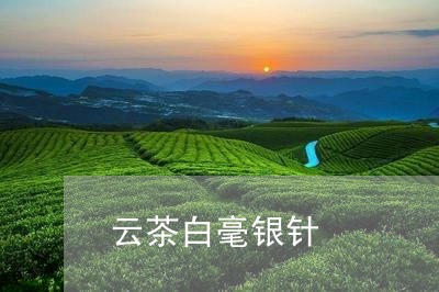 云茶白毫银针/2023051271505