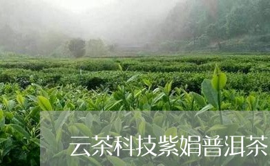 云茶科技紫娟普洱茶/2023111017381