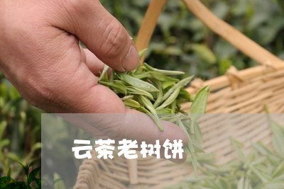 云茶老树饼/2023090246270