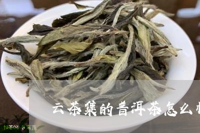 云茶集的普洱茶怎么样/2023120634045