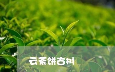 云茶饼古树/2023041769553