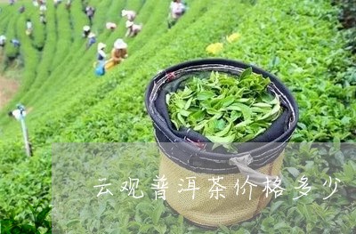 云观普洱茶价格多少/2023101786069