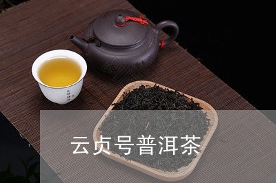 云贞号普洱茶/2023042515634