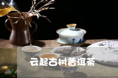 云起古树普洱茶/2023081813693