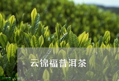 云锦福普洱茶/2023042864841