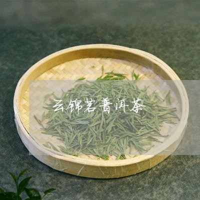 云锦茗普洱茶/2023042725188