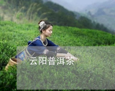 云阳普洱茶/2023090535168