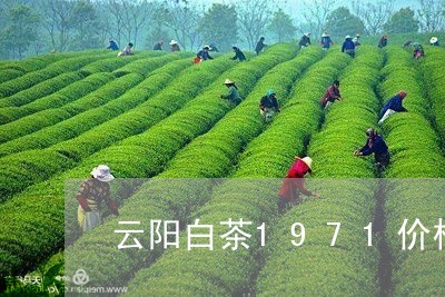 云阳白茶1971价格/2023092795726