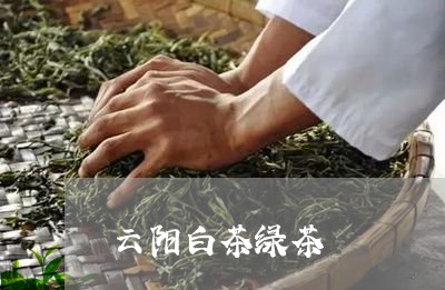 云阳白茶绿茶/2023051266040