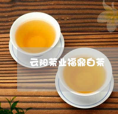 云阳茶业福鼎白茶/2023112690503