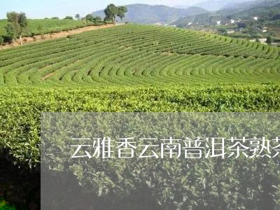 云雅香云南普洱茶熟茶/2023120650795