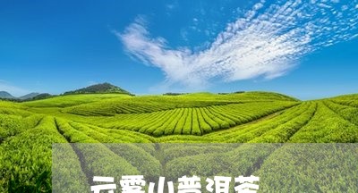 云雾山普洱茶/2023042995170