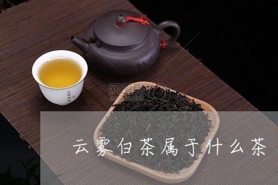 云雾白茶属于什么茶/2023071442595