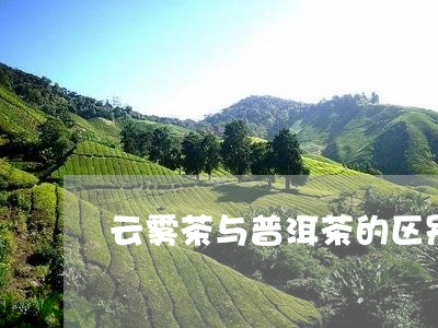 云雾茶与普洱茶的区别/2023062228282