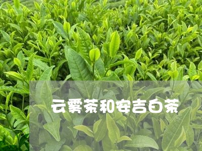 云雾茶和安吉白茶/2023061430372