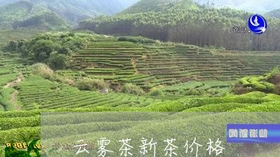 云雾茶新茶价格/2023050190719