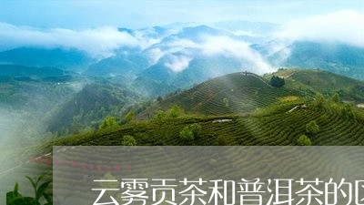 云雾贡茶和普洱茶的区别/2023110179582