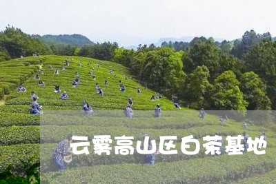 云雾高山区白茶基地/2023081216049