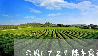 云顶1729陈年贡茶/2023071639151