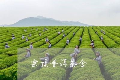 云顶普洱茶舍/2023042844668