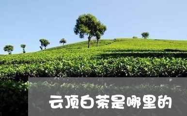 云顶白茶是哪里的/2023061459416