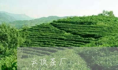 云顶茶厂/2023110984148