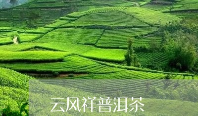 云风祥普洱茶/2023042870285