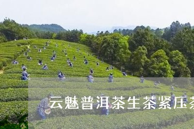 云魅普洱茶生茶紧压茶/2023100793817