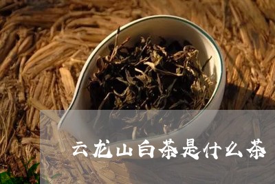 云龙山白茶是什么茶/2023081283727