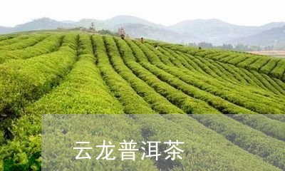 云龙普洱茶/2023090588403