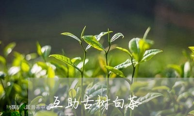 互助古树白茶/2023051299393