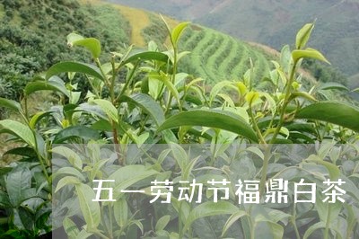 五一劳动节福鼎白茶/2023081251694