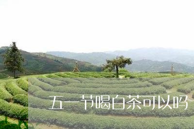 五一节喝白茶可以吗/2023071501825