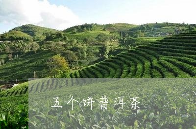 五个饼普洱茶/2023090682616