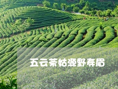 五云茶姑源野寿眉/2023090840595