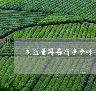 五克普洱茶有多少叶子茶/2023082839795