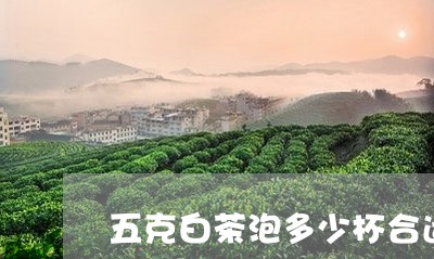 五克白茶泡多少杯合适/2023111792825