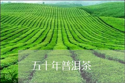 五十年普洱茶/2023042812088