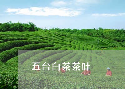 五台白茶茶叶/2023051220489