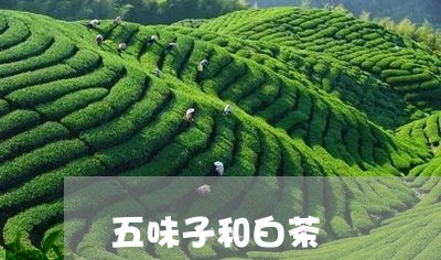 五味子和白茶/2023051238415