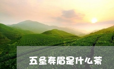 五圣寿眉是什么茶/2023061468260