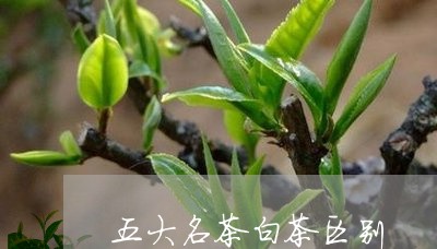 五大名茶白茶区别/2023061429473