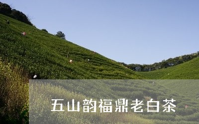 五山韵福鼎老白茶/2023112651031