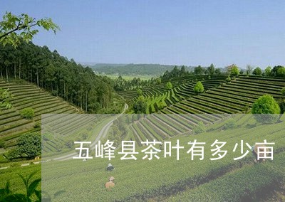 五峰县茶叶有多少亩/2023042533836