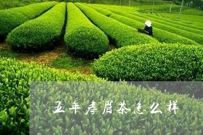 五年寿眉茶怎么样/2023061473836