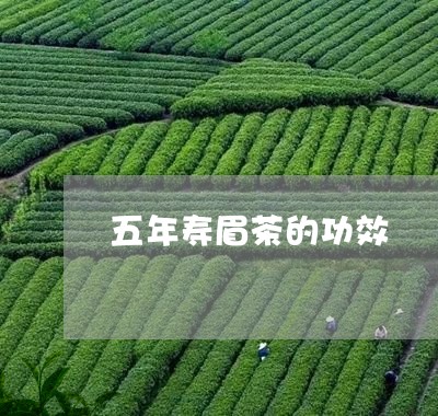 五年寿眉茶的功效/2023090894905